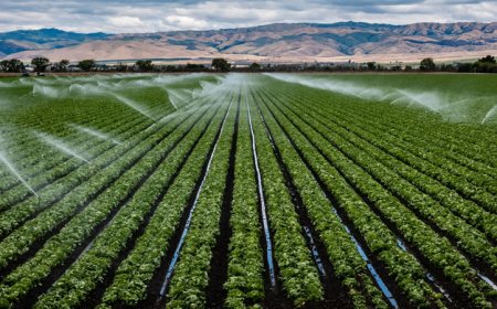 Отпускат се 16 млн. лева за напояване на земеделски култури