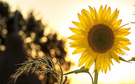 От 9 август започва приемът по схема за спешна финансова помощ на земеделски стопани, отглеждащи слънчоглед