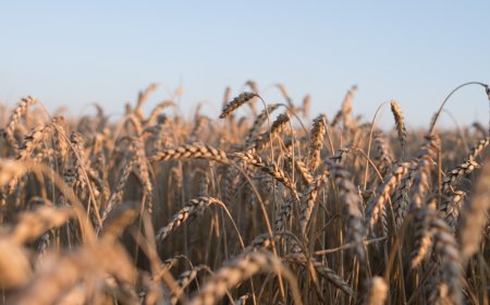 Жътвата в област Добрич приключи със среден добив от 562 кг/дка