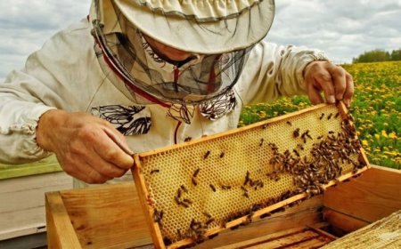 До 31 август кандидатите по интервенциите в сектор пчеларството могат да извършват разходите си