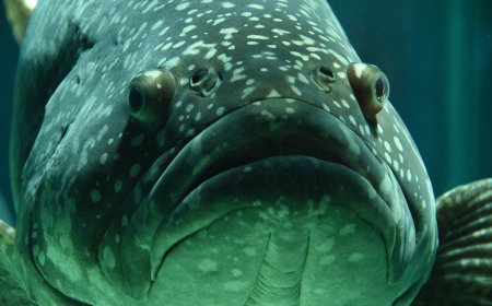 Изплащат близо 2 млн. лева по програмата за морско дело и рибарство