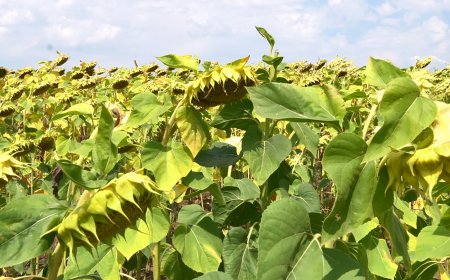 12 466 заявления са подадени от земеделски стопани по спешната финансова помощ за слънчоглед