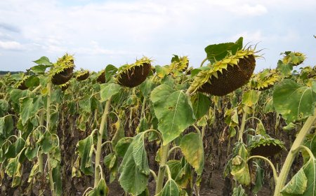 Близо 12 на сто от засетите със слънчоглед площи в област Добрич са прибрани