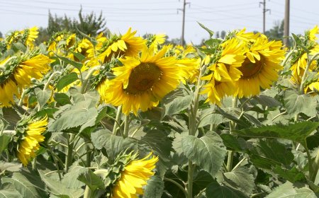 Любопитни факти за слънчогледа