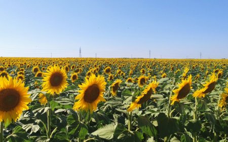 Над 19 млн. лв. за стопаните, отглеждащи слънчоглед