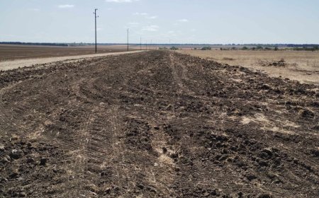 Четири нови пояса ще бъдат залесени на територията на ДЛС-Балчик и ДГС-Генерал Тошево