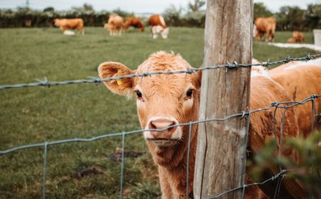 От 5 до 31 октомври животновъдите, кандидати за обвързана подкрепа, доказват реализация на произведената от тях продукция за Кампания 2023