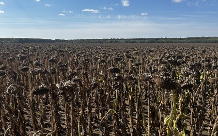 Добивите от слънчоглед във Варненско са между 100 – 180 кг слънчоглед от декар