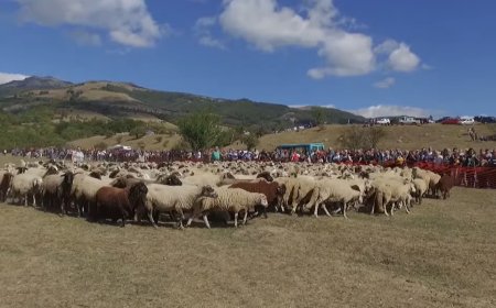 Осемнайсетият Национален събор за опазване на местните български селскостопански породи животни ще се състои днес в местността “Паниците”