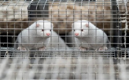 Литва е двадесетата европейска държава, която напълно забрани отглеждането на животни за ценни кожи