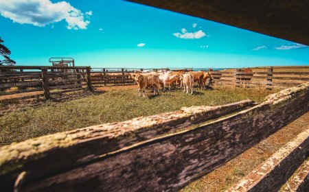 Измама: Заловиха кравари без крави, финансирани от ДФЗ