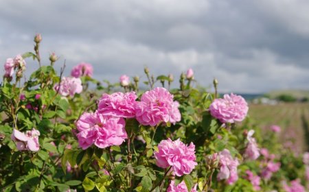 Европарламентът с компромисен вариант за българското розово масло