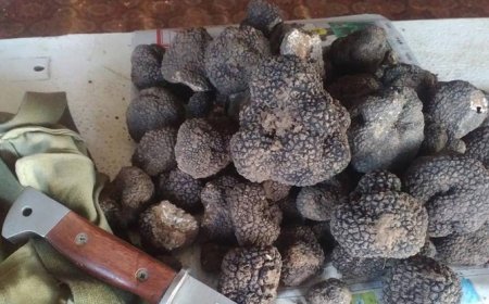 Ловците на трюфели от Русенско излязоха на протест