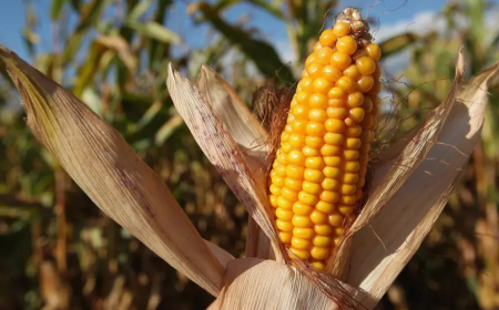 Зърнопроизводителите в област Велико Търново се отказват да отглеждат царевица, предпочитат слънчогледа