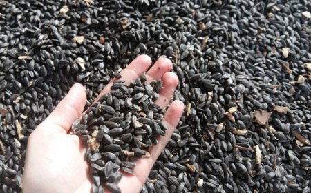 Производителите и купувачите на слънчоглед у нас се разминават сериозно в цените