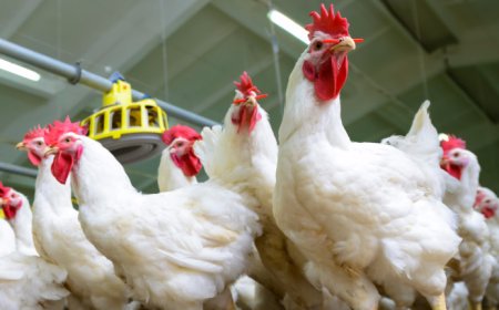 100 човека са ангажирани в ликвидирането на огнището на птичи грип във фермата в Дебелец