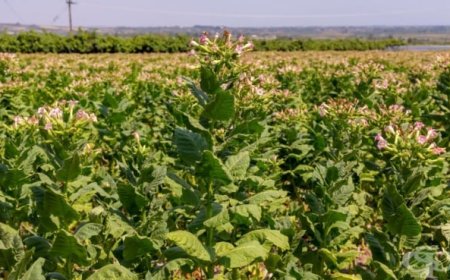 Ръст в износа на български тютюн, средните добиви се увеличават