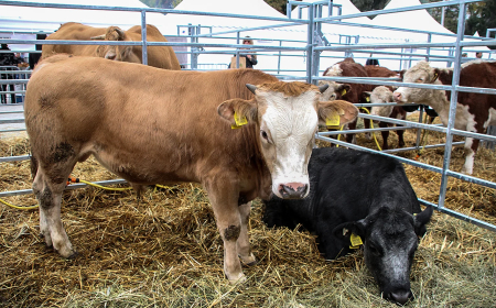 122 млн. лв. изплаща ДФЗ на стопаните до дни
