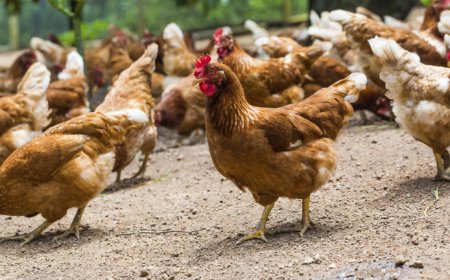 Птичи грип във ферма за 40 000 кокошки в с. Черногорово   