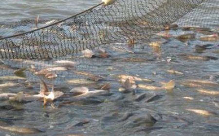 Отварят мерките по програмата за рибарство и аквакултури