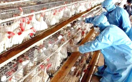 Обявиха четвърто огнище на птичи грип в страната