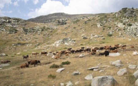 Започна подаването на документите за високопланинската сезонна паша