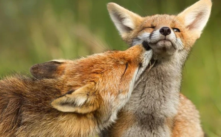 Започва ваксинацията срещу бяс при лисиците в 23 области