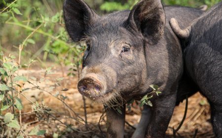 България има стабилна законодателна рамка за ранно откриване и контрол на Африканската чума по свинете