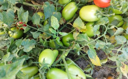 Намаляват площите с картофи, увеличават се добивите на полски домати