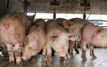 ЕК одобри схема за държавна помощ за хуманно отношение към свинете