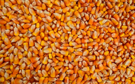 У нас борсови сделки само с царевица, на световните пазари цените са в посока надолу