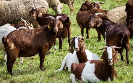 Животновъдите получават днес 100 млн. лв.