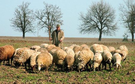 Животновъдите подават дневниците за паша по интервенцията „Хуманно отношение към животните“