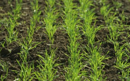 Сушата забави сеитбата във Великотърновско