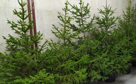 Коледни дръвчета с благотворителна кауза