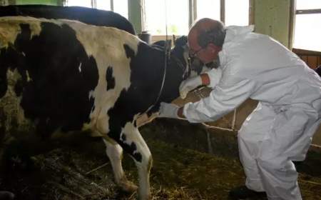 Животновъди от Пиринския край заплашват с протести, заради прекратени договори с ветеринарни лекари