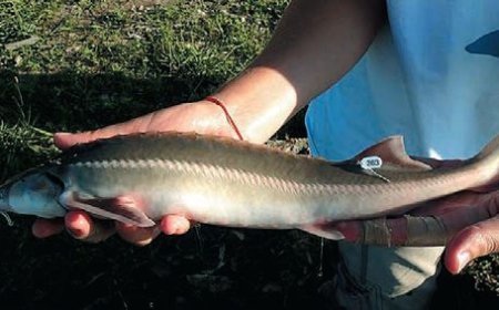 Осуетиха бракониерски улов на есетрови риби край Свищов