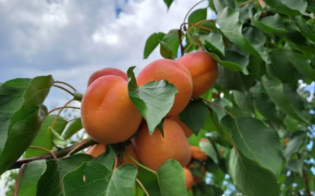 Одобрени са две нови оперативни програми за над 4 млн. лв. за овощарите от Стратегическия план 