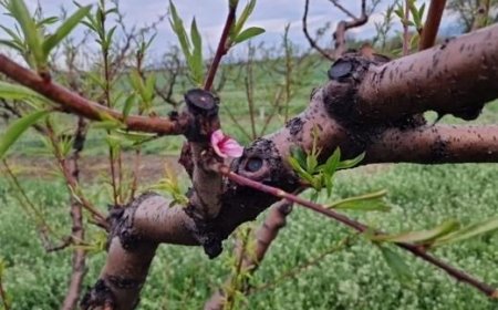 Овощари и градинари не са съгласни продукцията им да бъде определяна като стока с висок фискален риск