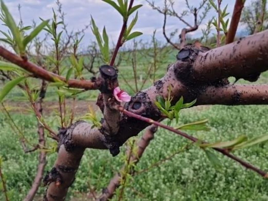 Овощари и градинари не са съгласни продукцията им да бъде определяна като стока с висок фискален риск