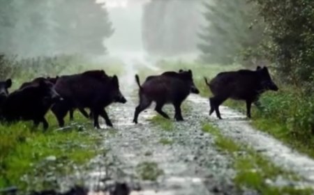 Над 30 човека с трихинелоза след консумация на заразено месо от диво прасе