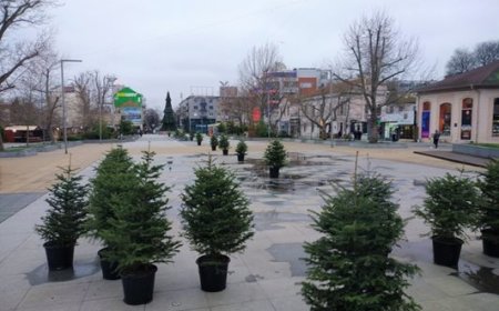 62 000 нови фиданки в горите след Коледната кампания на МЗХ