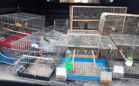 Спасиха над 50 незаконно отглеждани защитени пойни птици