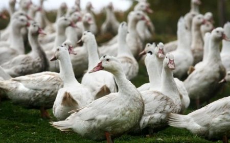 Птичи грип във ферма за патици в село Дрангово