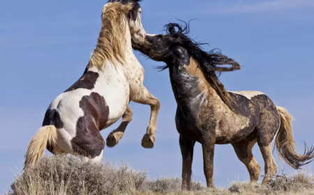 Държавата обърна внимание и на конете
