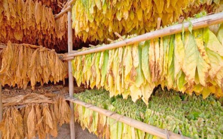 71 млн. лв. помощ за тютюнопроизводителите