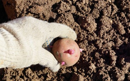 Експериментално засаждат картофи, които са били в космоса