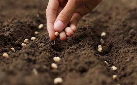 1,2 млн. лева се предоставят за производството на качествени семена