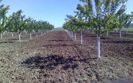 100 000 лв. за сертифициране на стопанства в сектор „Плодове и зеленчуци“