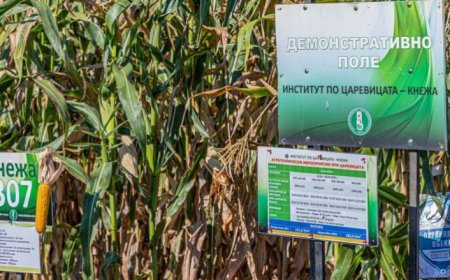 Институтът по царевицата в Кнежа с осем нови хибрида